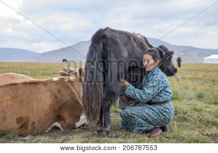 Huvsgul, Mongolia, September 6Th, 2017: Mongolian Woman Milking A Cow