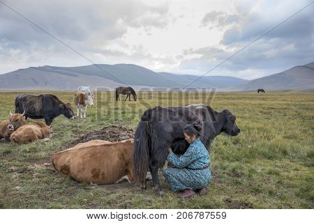 Huvsgul, Mongolia, September 6Th, 2017: Mongolian Woman Milking A Cow