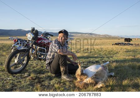 huvsgul Mongolia September 6th 2017: mongolian man skinning a goat