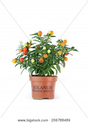 Fruiting Solanum pseudocapsicum isolated. Winter xmas cherry.