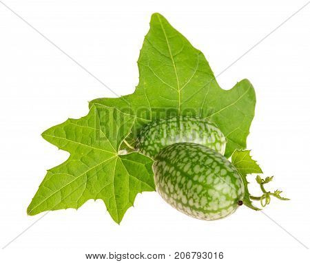 Melothria scabra, cucamelons or mouse melon. Isolated on a white background