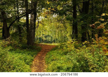 Path in the autumn park. Autumn park trail landscape. Russia. Autumn Landscape. Beautiful autumn forest.