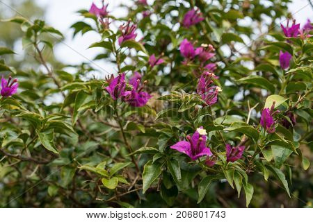 bougainvillea glabra nyctaginaceae flower from brazil close up blooming