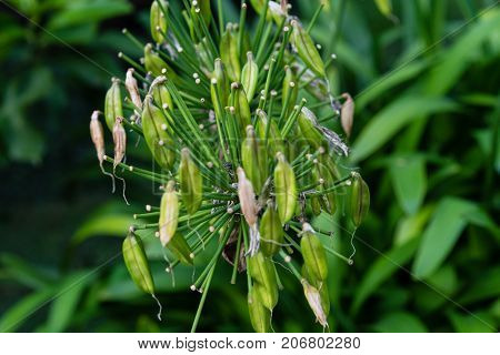 leaves of agapanthus praecox love flower from south africa plant macro leaf close up