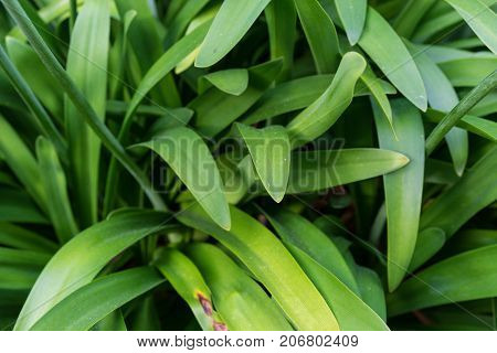 leaves of agapanthus praecox love flower from south africa plant macro leaf close up
