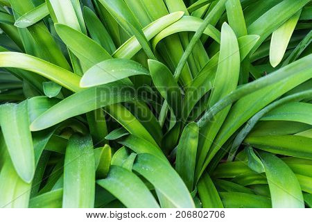 leaves of agapanthus praecox love flower from south africa plant macro leaf close up