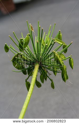 leaves of agapanthus praecox love flower from south africa plant macro leaf close up