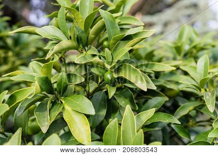 leaves of fortunella margarita rutaceae ovale kumquat from china citrus plant