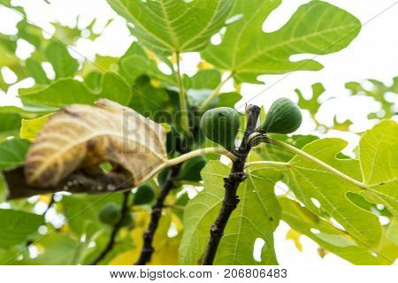 fig tree in autumn with ripe fruits hanging ficus carica moraceae ficeae close up