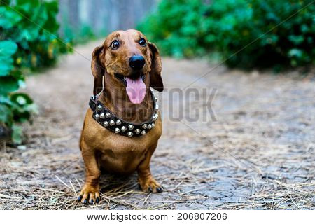 Dog dachshund outdoors. A beautiful red dachshund sits sticking out his tongue in the alley in the park amidst green trees.