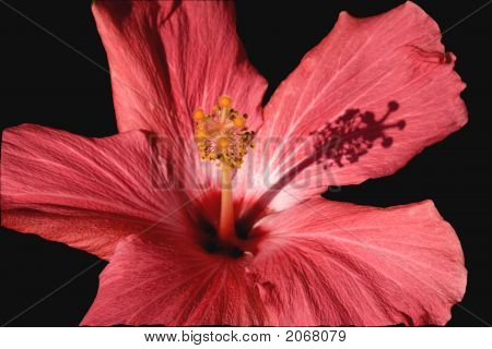Rózsaszín Hibiscus közel fel a makrók