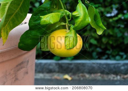 single grapefruit hanging from citrus paradisi grapefruit