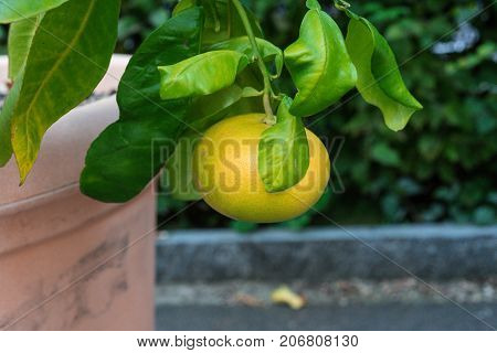 single grapefruit hanging from citrus paradisi grapefruit