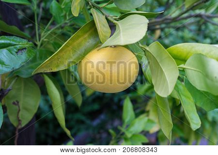 single grapefruit hanging from citrus paradisi grapefruit