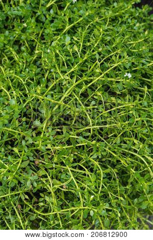 leaves close up of bacopa monieri brahmi plant in garden herbal spa indian