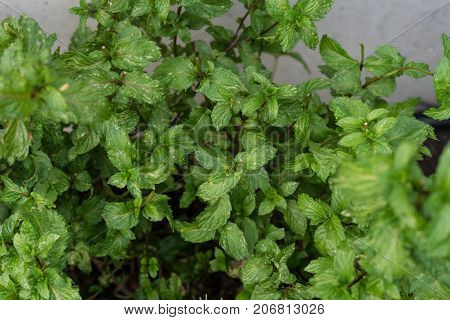 leaves of mentha cordifolia turkish mint plant in garden herbs for tea and food
