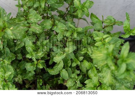 leaves of mentha cordifolia turkish mint plant in garden herbs for tea and food