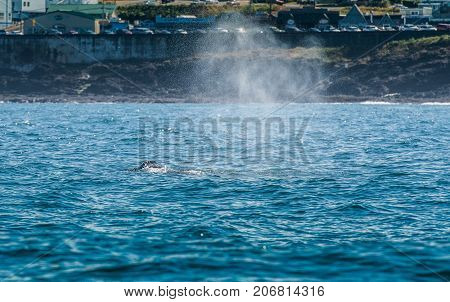 Blow Hole Of Gray Whale In Depoe Bay