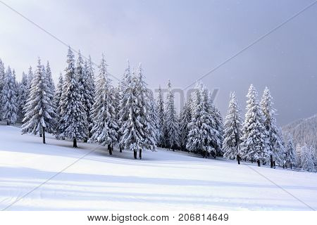 On the wide lawn there are many fir trees standing under the snow on the frosty winter day. Beautiful winter background.