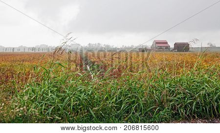 Po Delta Park in Porto Viro, Veneto, Italy: landscape of the countryside in a cloudy day with a soybean field, an old farmhouse and reeds