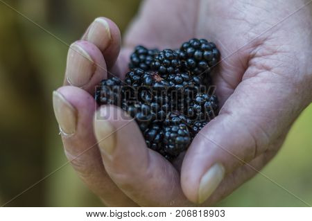 fresh black ripe blackberries in a hand
