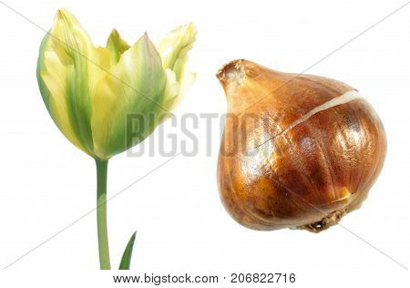 Viridiflora tulip flower with tulip bulb isolated on white background