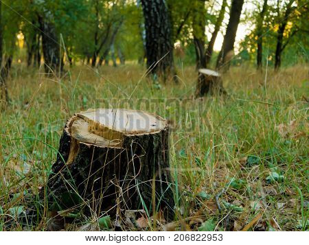 Tree stump after cutting a tree in autumn forest. Autumn forest landscape
