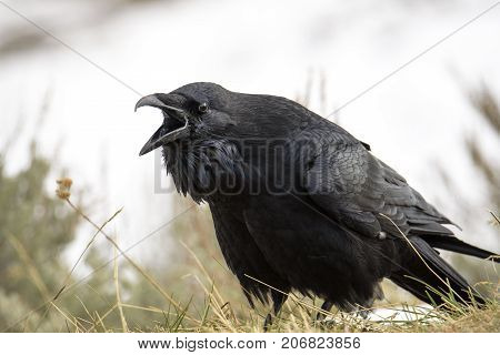 Angry raven screaming on Hayden Valley at Yellowstone National Park