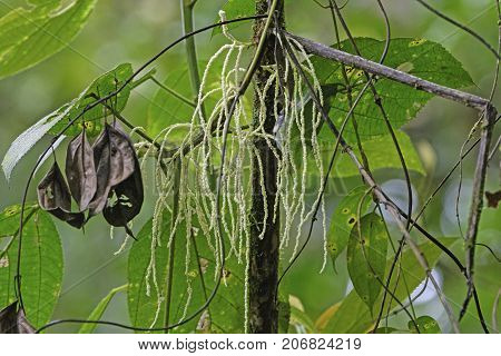 Seed Pods in vegetation in a the Mistico Arenal Cloud Forest in Costa Rica