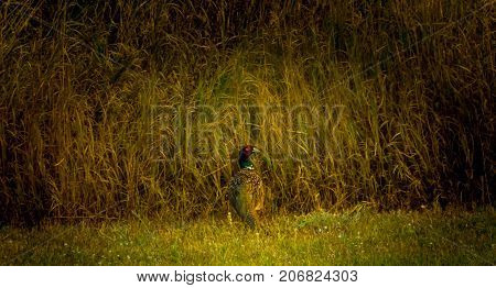 A rooster pheasant just before he bolts off into the tall grass to seek cover.