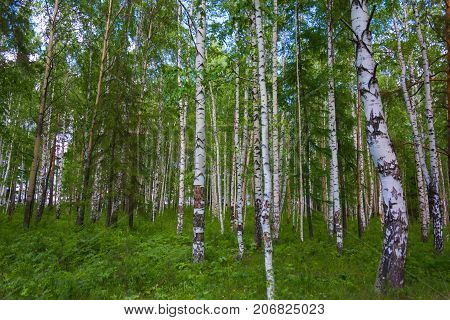 Mixed Birch And Coniferous Forest In Summer