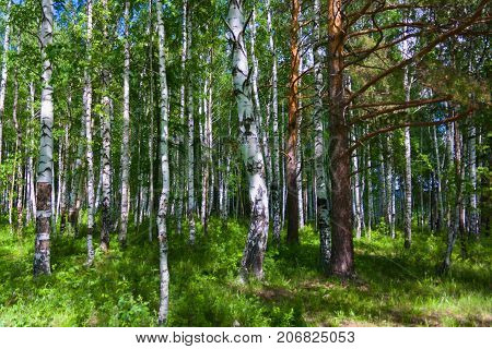 Mixed Birch And Coniferous Forest In Summer