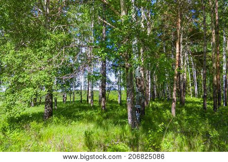 Mixed Birch And Coniferous Forest In Summer