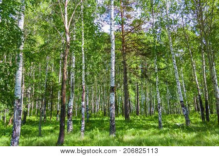 Mixed Birch And Coniferous Forest In Summer