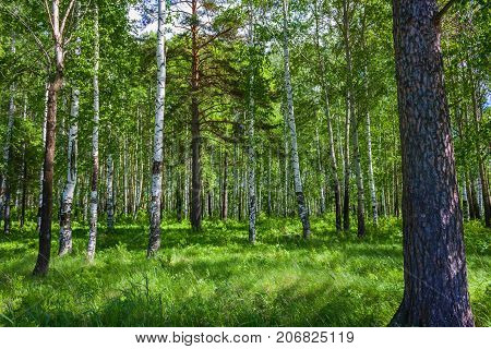 Mixed Birch And Coniferous Forest In Summer