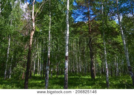 Mixed Birch And Coniferous Forest In Summer