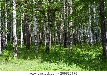 Mixed Birch And Coniferous Forest In Summer
