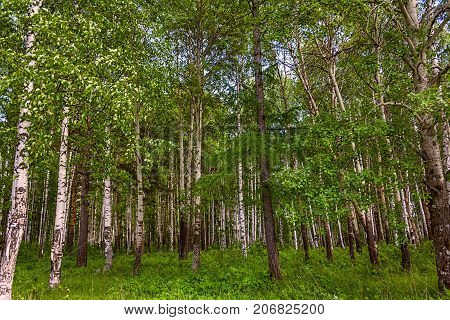 Mixed Birch And Coniferous Forest In Summer