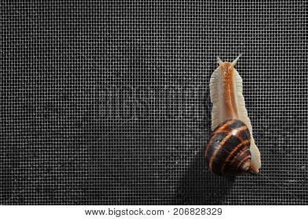 Snail on mosquito net against dark background