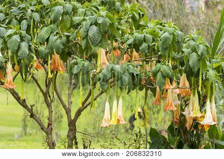 Boquete Panama September 2017: Datura has been used in traditional medicine to relieve asthma symptoms and as an analgesic during surgery or bonesetting.