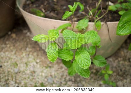 Close up of Fresh mint leaf that growing in flowerpot