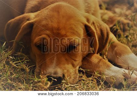 A close up of a tan/white puppy around 11 weeks old. Mom is a Terrier dad is unknown.