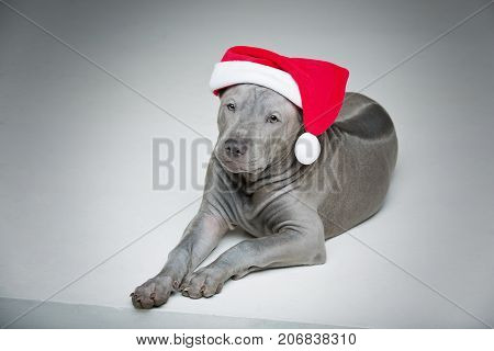 beautiful 3 months old thai ridgeback puppy dog in red christmas hat. studio shot on grey background. copy space.