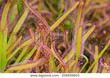 Close up of Sundew Drosera Capensis, carnivorous species of perennial sundew native to the Cape in South Africa.