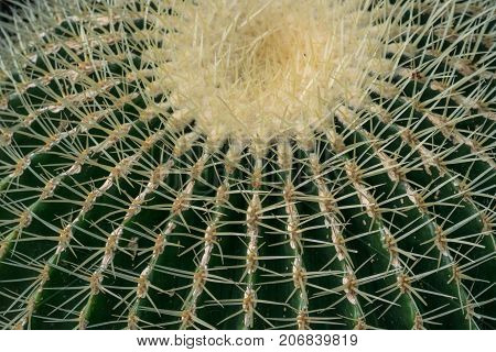 Echinocactus grusonii, Cactaceae, Golden barrel Cactus in Birmingham botanical gsrdens.