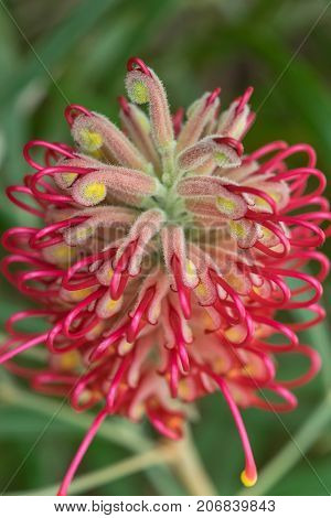 red Grevillea flower, Bonnie Prince Charlie close up.