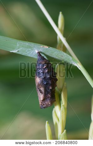 the pupa of Butterfly on Green leaf