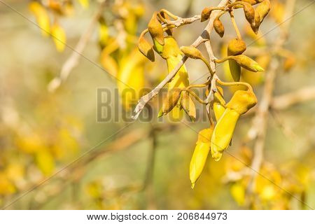 close-up of sunlit yellow kowhai tree flowers in bloom