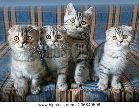 Small scottish fold kittens on blue bsckground in home interior