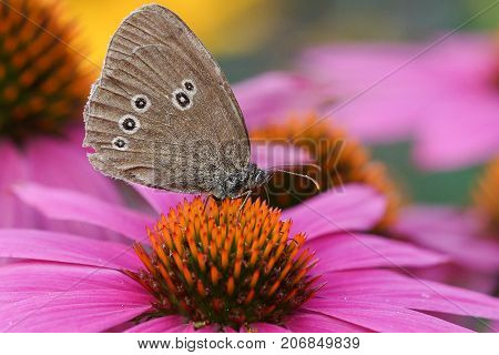 Ringlet (Aphantopus hyperantus) on Echinacea purpurea, animals in the gardens